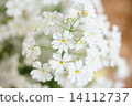 图库照片: 报春花 白色 花朵