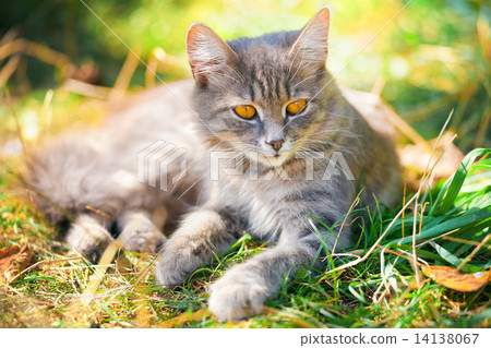 图库照片: cute siberian cat relaxing outdoor on the grass
