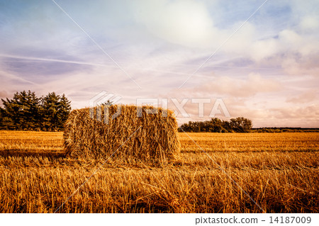 图库照片: harvested straw bale