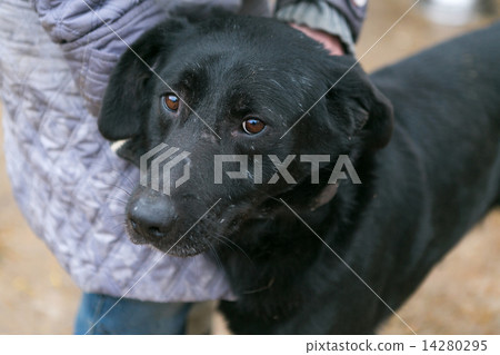 homelessanimals,homelessperson 图库照片: dog shelter for homeless animals and people