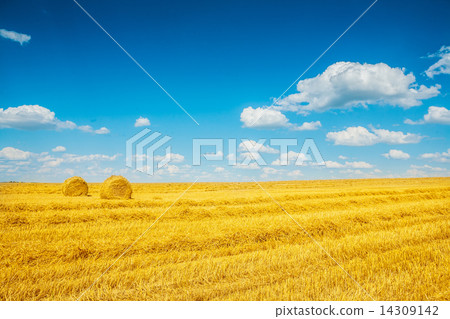图库照片: harvested fileld of wheat with two bales straw
