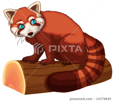 图库插图: red panda