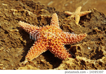 图库照片: starfishes on a rock