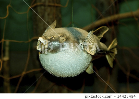 图库照片: fugu fish, puffer fish, globefish