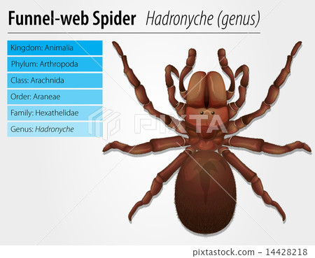 图库插图: australian funnel-web spider