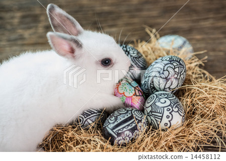 图库照片: cute white rabbit with easter egg in nest