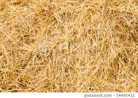 图库照片: golden yellow straw dried to perfection.