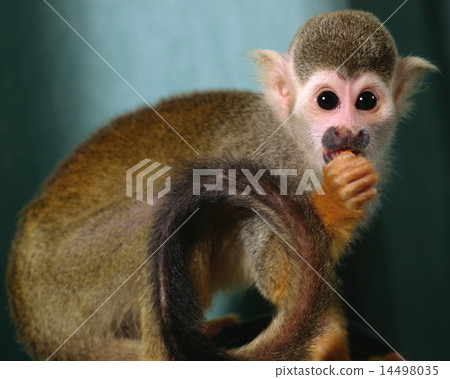 stock photo: squirrel monkey see all