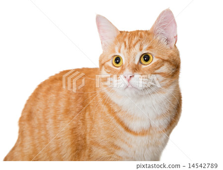 图库照片 beautiful orange cat