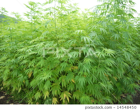 图库照片 麻