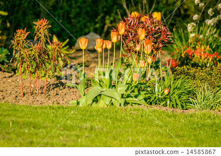 图库照片: flowerbed with tulips in the summertime