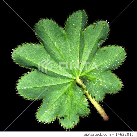 图库照片: green leaf on a black background isolated