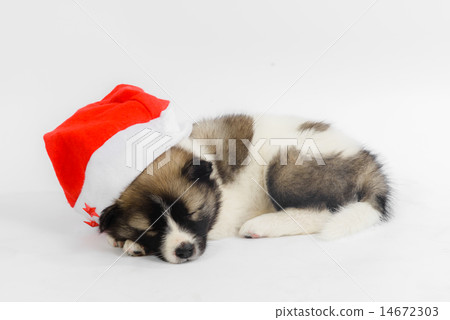 图库照片: cute puppy in a christmas - santa hat.