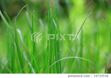 图库照片: green grass texture