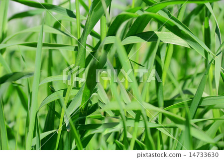 图库照片: green grass texture