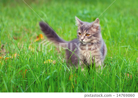 图库照片: siberian cat walking on the grass