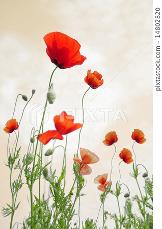 图库照片: poppy flower