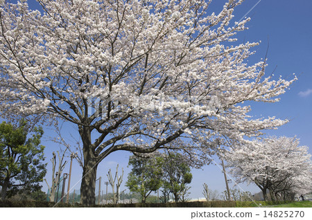 图库照片 吉野樱花树 樱花 樱桃树