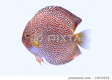 图库照片: discus fish snaks skin