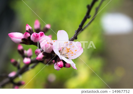图库照片 扁桃仁 开花 花