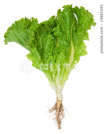 lettuceson, 图库照片: lettuce with root