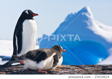 照片素材(图片): two penguins