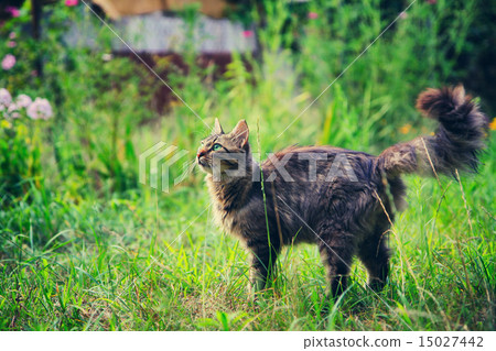 图库照片: siberian cat walking outdoors