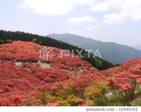 图库照片 押马松山 肯普弗杜鹃 五月