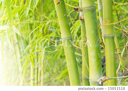 图库照片: bamboo forest background