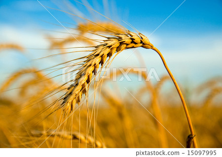 图库照片: one golden wheat ear