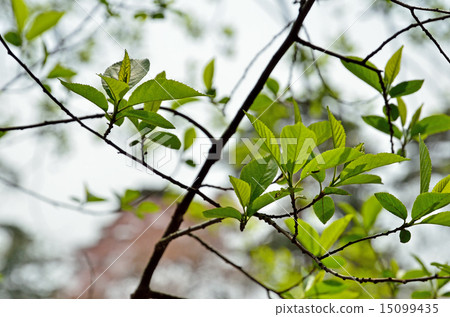 图库照片 日本桤木 嫩叶 落叶树