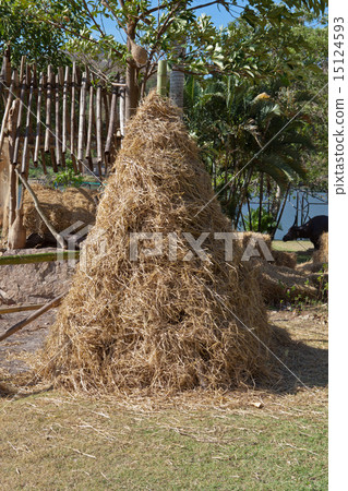 照片素材(图片): pile of rice straw