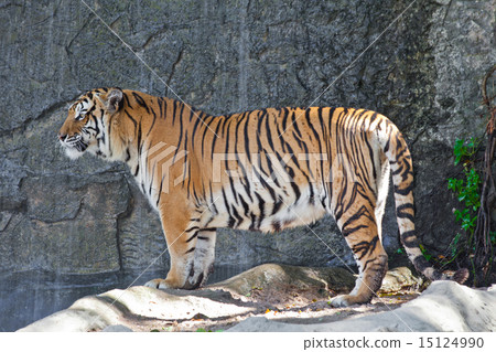 图库照片: siberian tiger