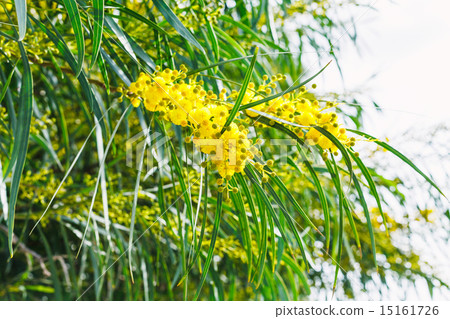 blossoming of mimosa tree(acacia in spring-照片素材(图片[151