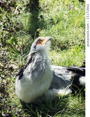 图库照片: beautiful secretary bird