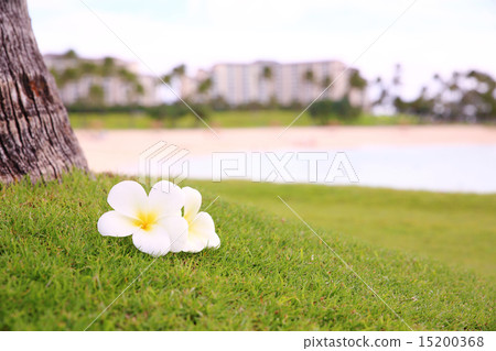 照片素材(图片): 鸡蛋花 瓦胡岛 怀基基海滩