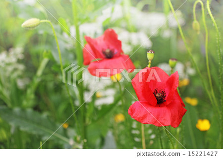 图库照片: red poppy flower