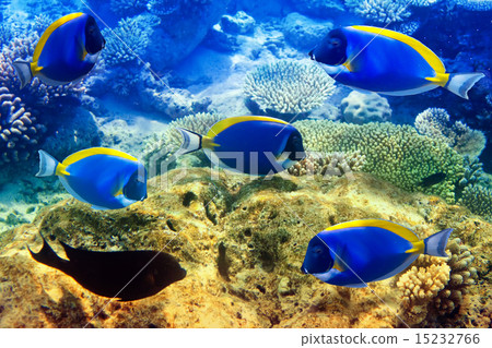 图库照片: powder blue tang in corals. maldives. indian ocean