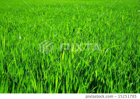 图库照片: grass texture