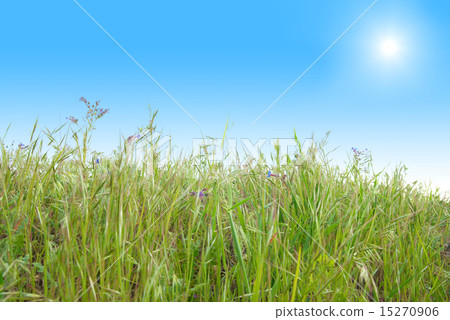 图库照片: green grass with blue sunny sky