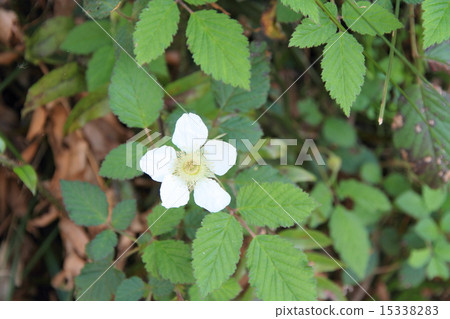 图库照片 野草莓 花朵 花卉