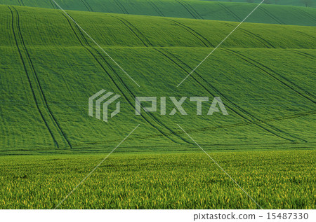 图库照片: green grass field background