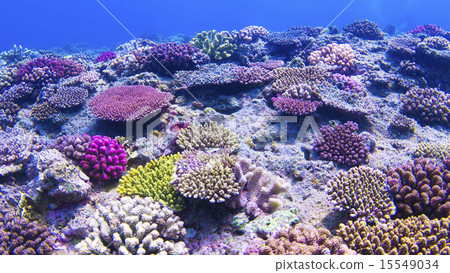 图库照片: 珊瑚礁