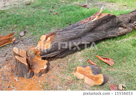 图库照片: tree cut down