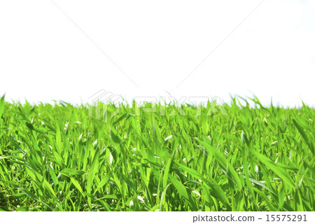 图库照片: green grass