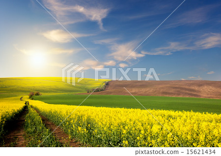 图库照片: yellow, green, brown fields and ground road