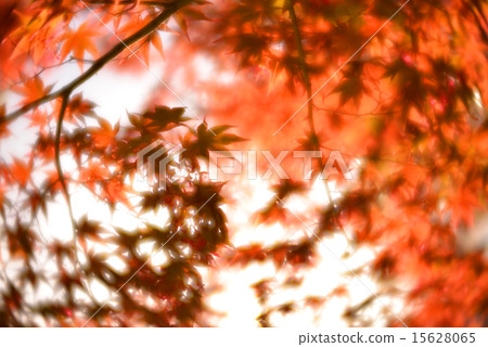 图库照片: maple tree of reddish brown