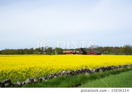 图库照片: swedish rural landscape