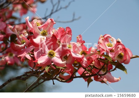 图库照片 花树(山茱萸)