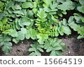 图库照片: 萝卜 根菜类 块根类蔬菜